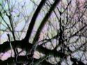 INTERFERENCE -A view of tree / 1986